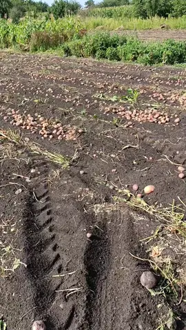 Збирання картоплі 2025🥔#картопля #урожай #огород #2025 