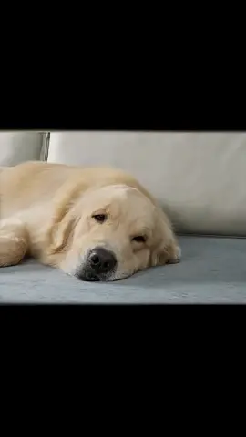 Moments câlins : chiens & chats edition 🐾💞#dog #catlover #dogsoftiktok 