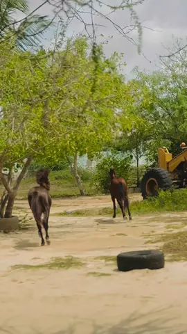 Cabsi Cabsi waaye🤯#viral_video #mursadenimo🇵🇷🥰 #dayniile #fyyyyyyyyyyyyyyyy #ceelbuur @dhuubo dhaxyar @Aarka Galgaduud🐎 @Maazim @dhuubo dhaxyar live @Amb iftin Hussein Sudi🇸🇴 @Dayax Dalnuurshe 