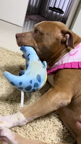Ahhhhh mas como reclama genteeee 😂….#foryou#pitbull#viral#fy#animaisnotiktok