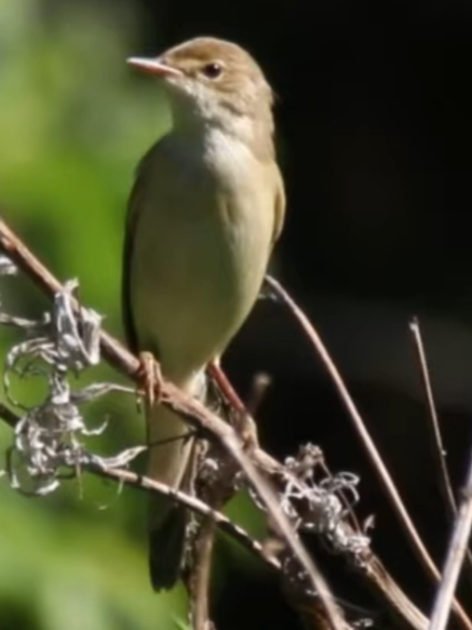 Kerak Basi Ranting ( Marsh Warbler ) #burung #bird #kicaumania #foryou #fyp 