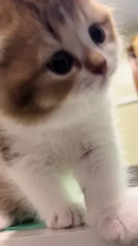 🐥#adopsikucingjogja #scottish #adoptme #catsoftiktok #cute 