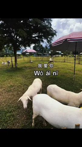 我爱ni #我爱你 #fory 