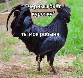 ТЫ ЕЁ РАБ#rge_10k #rgeeeeeeeeeeeeee #яйцонагиев10минут #курицасупер #янтоплес #elbrusova_⛓❤ #fyppppppppppppppppppppppp #rge_store #rge #пр #цыплёнок #цыпленок #вам #elbruso #fyp #даю #курица #и #петух #зерно #круто #в #врек #врекомендации #rgestudio 