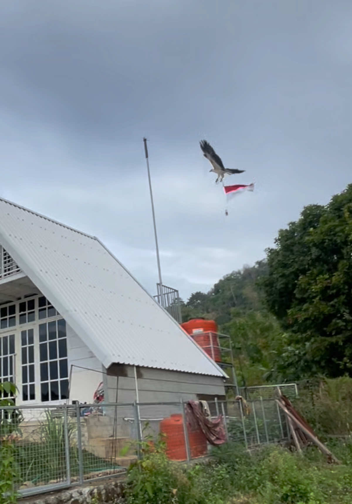 HUT RI 80🇮🇩 🦅M.E.L🦅 BASS🦅 training main puyuh bore up 🤭 #crestedghoshawk #falconry #fypシ゚ #falconryindonesia 