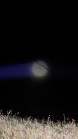 Қорбаңдаған қоңыр аюдан қоралы қой, табынды сиыр, үйір-үйір  жылқылар үркіп, төр жайлаудан бұзыла көштік….  # Шаруашылық 🐎🐂🐏 # Қоңыр аю 🐻 # Тарбағатай жоталар🏔️