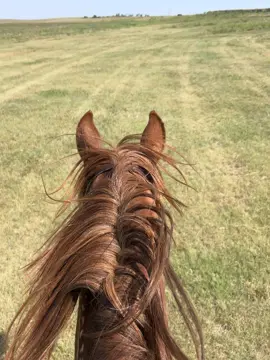 #foryou #fypシ #viral #horses #tiktok 