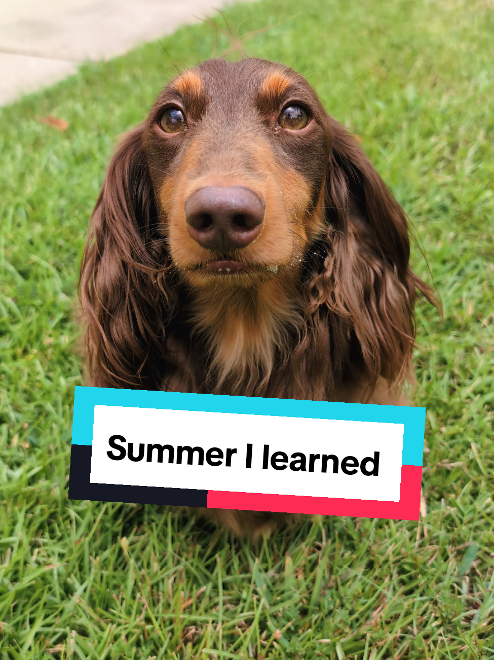 the Summer I.... #Summer #dachshund #fyp #wiener 