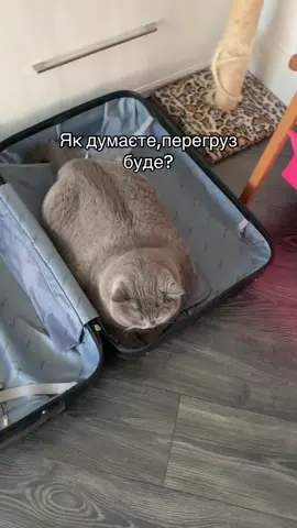 #котик #fatcat #приколи 
