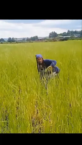 የረቡኒን ዘመን ይመልስልን#ረቡኒ  #ጎንደር #ሀበሻ🇪🇹🇪🇹🇪🇹tiktok #ኢትዮጵያ_ለዘለዓለም_ትኑር🇪🇹🇪🇹🇪🇹 