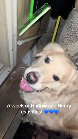 A week of Harlow and Henry fun…let the festivities begin.  #cousinfun #kisses #goodboy #fiercedog #englishgoldenretriever 