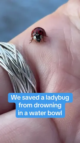 Grateful Ladybug saved from drowning #ladybug #natureisbeautiful #enjoythelittlethings @louisecoleen 