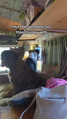 Forever with the ball in his mouth  #boxer #boxerdog #PetsOfTikTok #fyp 