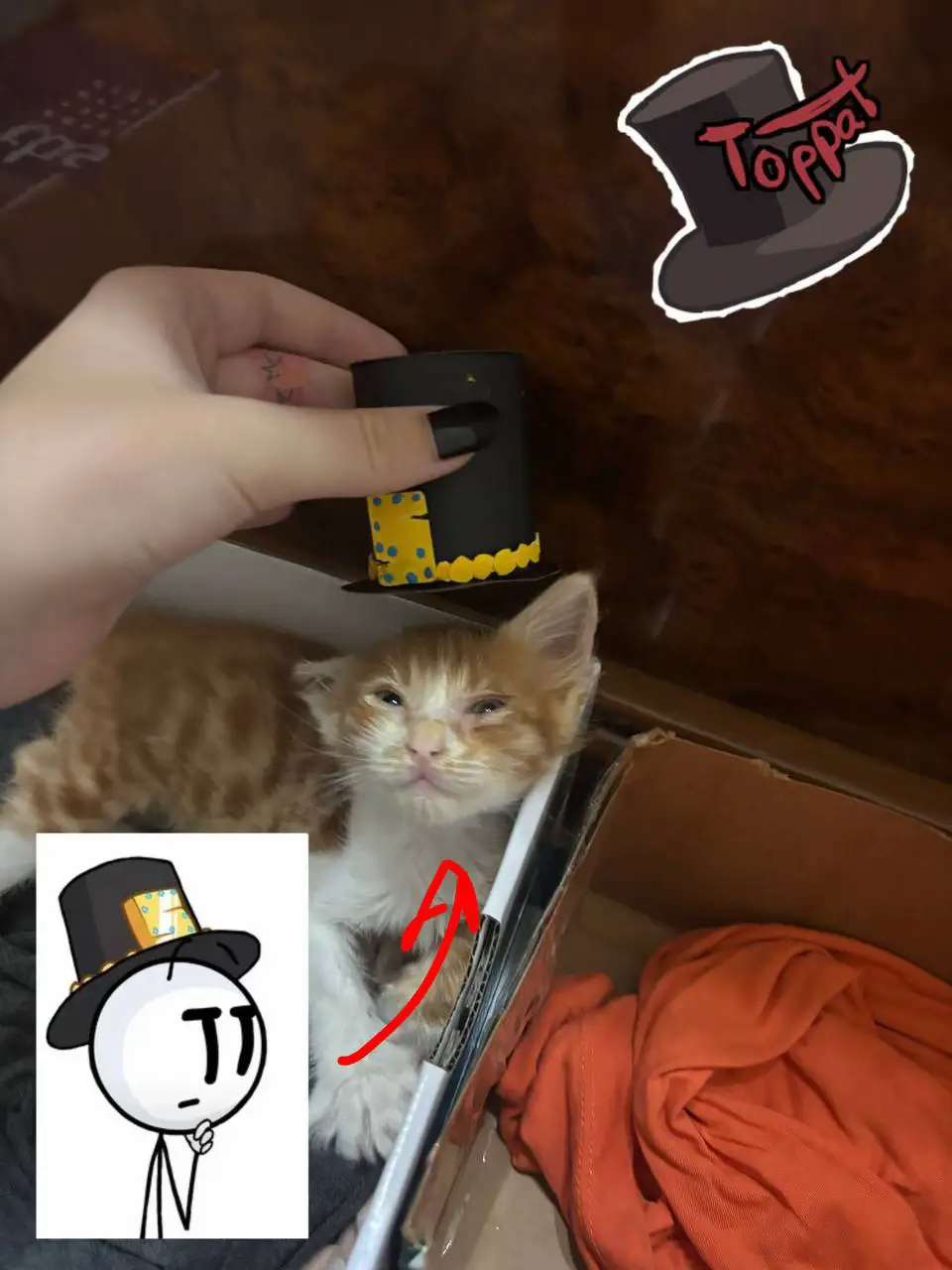 Мне нечем это комментировать #henrystickmin #котенок #рек #toppatclan #fyp 