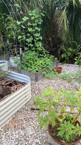 Neglected but not forgotten… fall garden cleanup in progress  #GardenTok #FallGarden #DIYgarden #Garden #Cottagegarden  @Vego Garden 