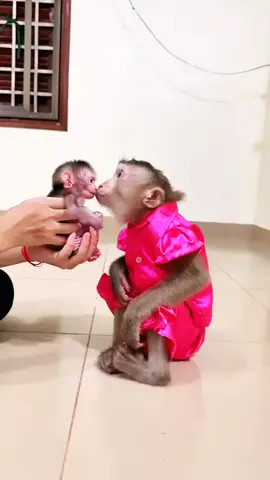 cute baby monkey love hai baby #videoviral #foryoupage❤️❤️ #monkey 