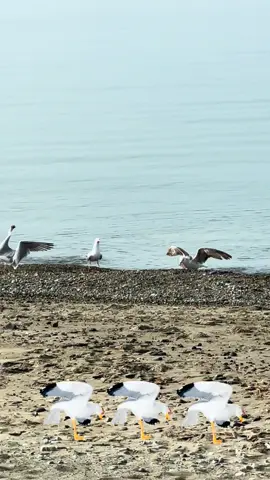 Vogelschütteln Garys Mod-Meme Garys Mod-Möwen-Tanz-Meme #gmod #garrysmod #meme #seagull #gmodseagull 