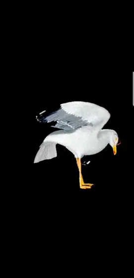 Seagull dance mod. Lachez vos meilleurs gif en com !! #seagull #seagulldance #seagulldancemod 