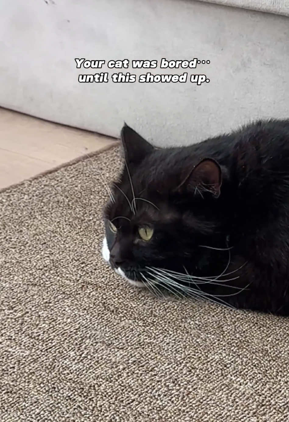 This is a reminder: your cat needs mental stimulation. #indoorcat #catpick #cattoys #kittentoys #catfun 