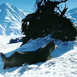 A Wolf Turned Into a Dog to Survive#movie #filmcommentary #foryou #usa #fyp 