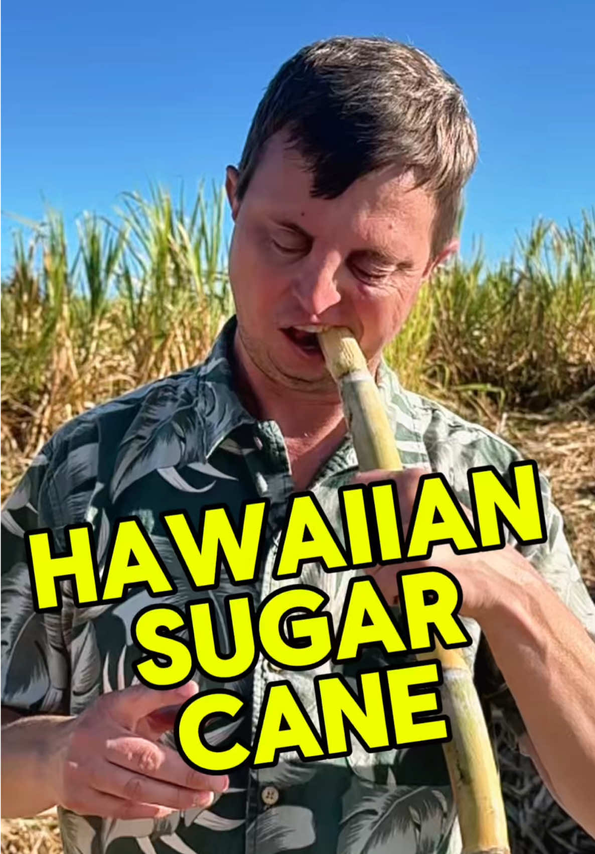 Tasting nature’s candy, one of Hawaii’s cultural icons. #sugarcane #farmtotable #Hawaii #tiktokpartner #drhoby 