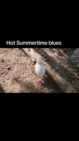 #backyardchickens #buttercupchicken #Zombiechicken #Ayamcemani #Sussexchickens #Amerucana#delawarechickens #redstarchicken🐓 #eastereggerchickens #coppermarans 