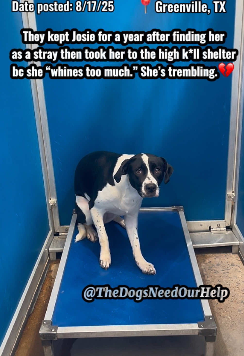 💔They kept Josie for a year then left her at the shelter where time is limited bc she whines.. she’s so petrified.😭 2 year old Josie was found as a stray a year ago & the finders kept her after they couldn’t find her owners. They took her to the shelter on the 13th bc she “whines too much” and they couldn’t deal with it.. She’s dog & kid friendly, cuddly, & can be anxious at times. She needs a hero before she ends up catching a cold in there & unalived for that or space any day, as soon as 8/18 am!! The shelter is constantly filling up & doesn’t give warnings or deadlines. ⚠️DISCLAIMER: I AM A VOLUNTEER. PLEASE DO NOT HARASS SHELTER OR THREATEN THEM, THEY AREN’T TO BLAME. YOU WILL ONLY HURT DOGS IF YOU DO.⚠️ 🙏🏼Need adopter to go in person or local foster & reputable rescue in DFW / East TX! Shelter doesn’t have a foster program. Supplies provided & expenses are covered by rescues typically. Rescues need funds (pledges) & local fosters to save. Kennel 36, Josie, ID 251281 Unaltered Female, Pit Bull mix 2 years old (guess), HW status unknown Owner surrender 8/13/25 If you want to adopt out of state (PNW/MW/NE —will need rescue & local temp foster for 3-4 weeks for that to happen) or if you can foster for a rescue in DFW until adoption, please message @TheDogsNeedOurHelp & I’ll connect you with a rescue. Adoption costs more than shelter fee if out of state & can’t go in person. ONLY if able to adopt in person or tag by rescue (approved to tag), contact shelter directly at: Greenville Animal Control Shelter 5800 Joe Ramsey Blvd Greenville, TX 903-457-2990 (phone is down rn) Open: Mon-Sun 9am-5pm animalcontrol@ci.greenville.tx.us Shelter adoption fee is $95, which includes mandatory spay, rabies vax, & microchip. Also, a $20 non-refundable S/N deposit is required. Dogs get 1 round of bordetella & DAPPv upon intake. Dogs are not seen by a vet as shelter does not have one. Will need to be seen soon after adoption. #greenville #texas #foster #adopt #dog