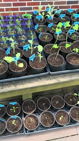 Seedlings galore💚🌱 #seedlings #seedlingsgardening #garden #gardening #gardentok #vegatables #veggiegarden #vegtablegarden #zone7 #peace #homestead 