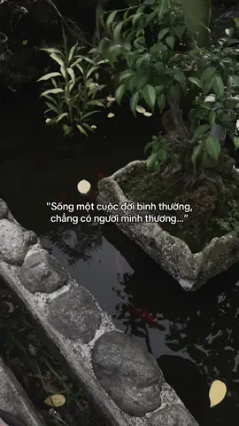 …#tamtrang #story 