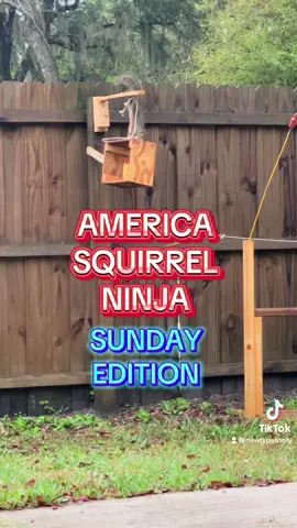 Sundays are for Squirrels #fyp #tiktok #squirrel #comedy 