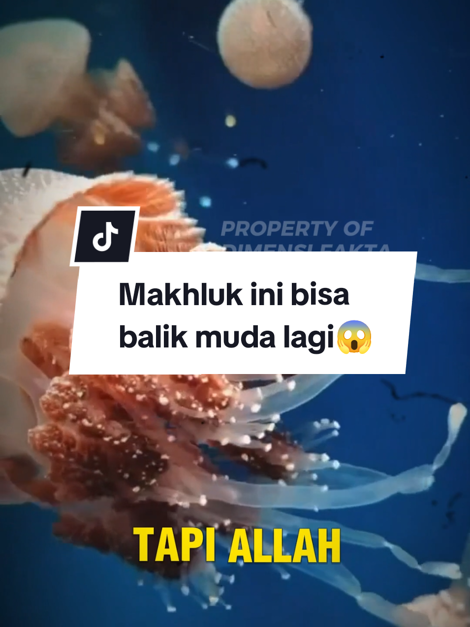 makhluk ini bisa balik muda lagi#uburubur #faktaunik #hewan #faktahewan #dimensifakta 