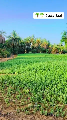 #دنقلا_الاصالة_والتاريخ🌴🌴 #نوبيون_مازلنا_لنا_لغة_حضارية🔥😍😍❤ #ربنا_يصلح_حال_البلد🇸🇩🇸🇩🇸🇩السودان #جخو،الشغل،دا،يا،عالم،➕_❤_📝✌️🌍🦋 