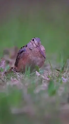 The woodcock’s “one step, three wiggles” walk is hilariously mesmerizing. #funnyvideo #viralvideo