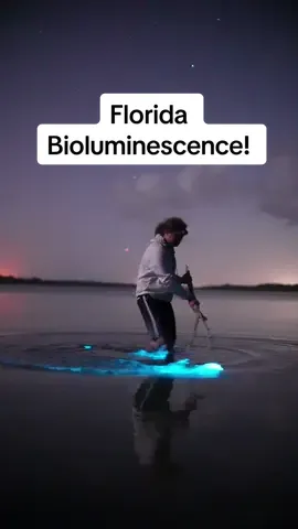 Bioluminescence! 🌀 Here’s a video of me twirling a magic wand in bioluminescence 🪄. My good friend @Justin Buzzi filmed this video a few years ago in Titusville, FL! Such a fun memory to have! @Clear Kayaking  📍Merritt Island National Wildlife Refuge, Titusville, FL - August 2022 - #bioluminescence #glowing #floridacheck #nature #harrypotter 