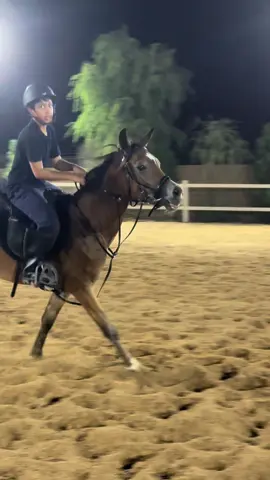 للبيع 🐎خصي جمال مميز  للتواصل 0582422424 #طلعت_خيل #🇦🇪 #horse #خيول_عربية_اصيلة_🌹💙 #خيول_عربيه 