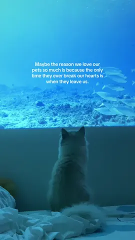 me sobbing #catoftiktok #catmom #ilovemycat #losingcat #losingpet 