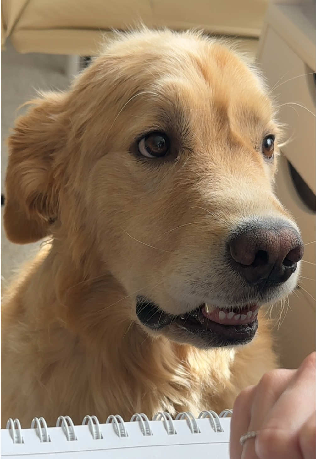I think Benny found moms mistake  #goldenretriever #dog #dogsoftiktok #pet 