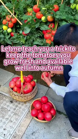 Let me teach you a trick to keep the tomatoes, you grow fresh and available well into autumn. #plant #garden #planttips #gardentips #agricuture #farming #vegetables #gardeninghacks #gardeningtips #planting #gardening #gardentok #PlantTok #agriculture #plantlover #tomatoes #agriculture