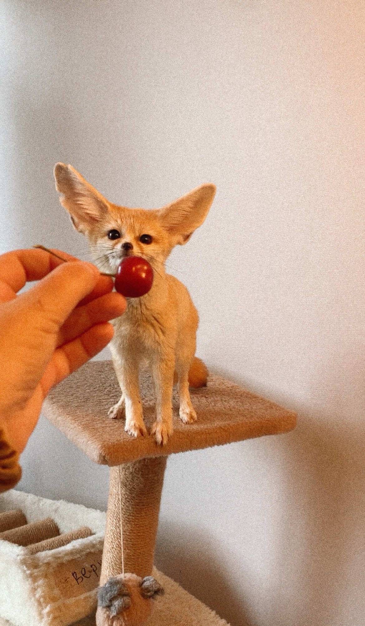 #лисафенек #fennecfox #фенек #foxy #fennec #cuteanimals #лисичкафенек #funnyanimals 