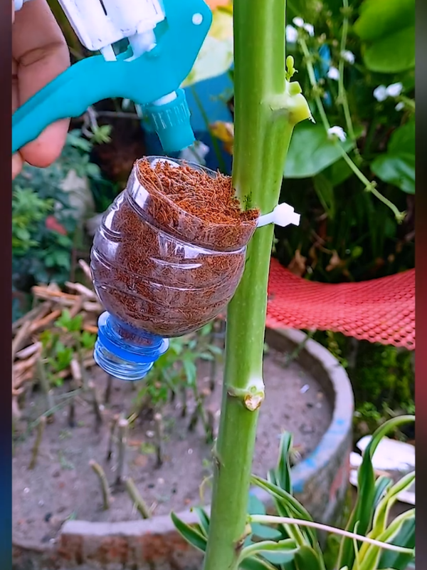 #papaya #plantslife31 