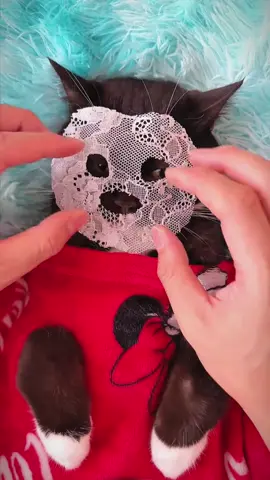 Cat spa day #catspaday #asmr #cute #catspa #shibainu #littlemanyu 