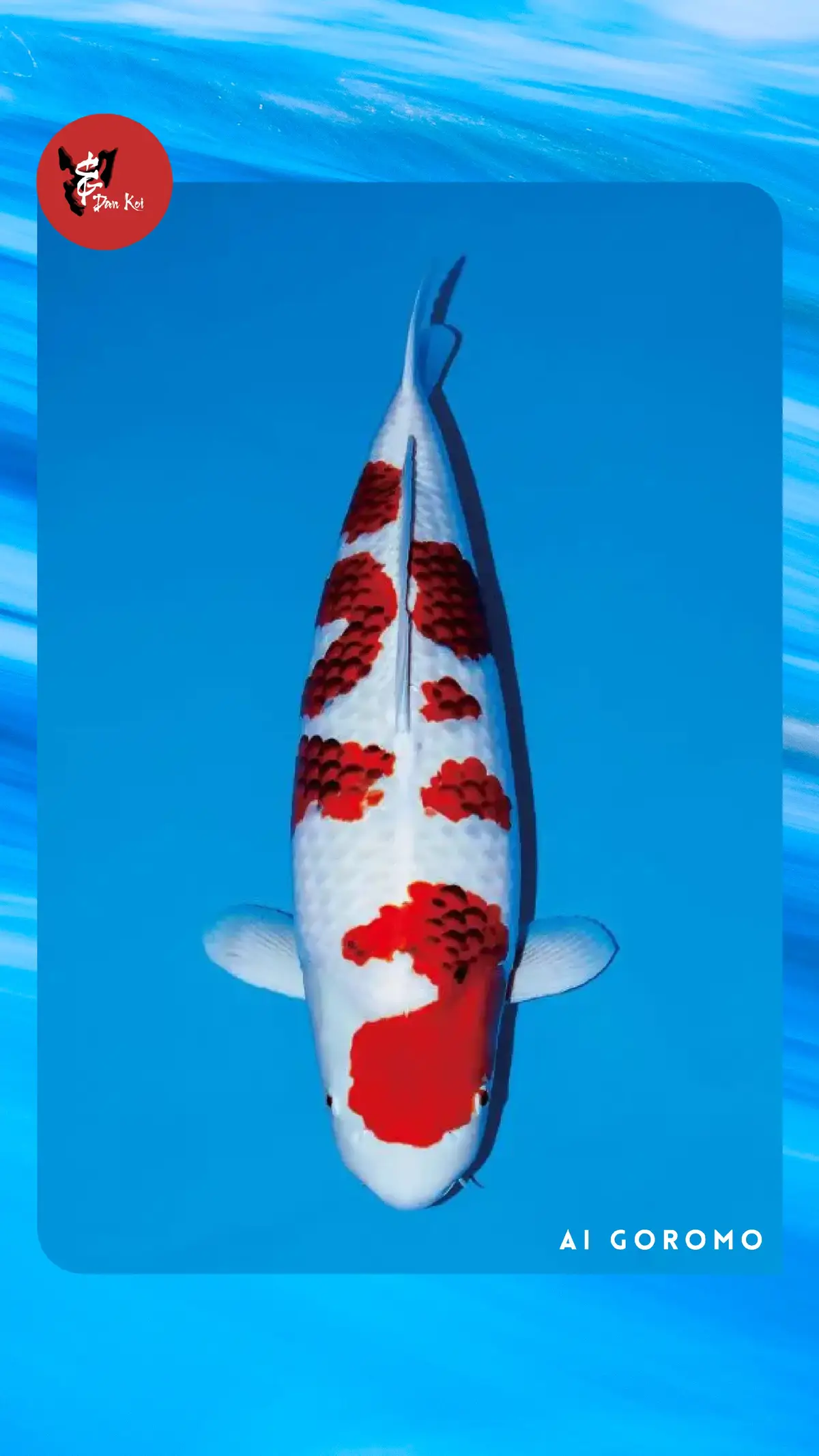 part 2: koi sisik wagoi warna non hikari ''part 2: colored wagoi-scaled koi non hikari'' #jualkoi  #ikankoisurabaya  #koisurabaya  #dankoi  #dankoisurabaya