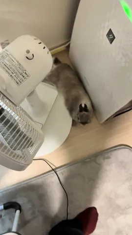 家電の間に挟まるうさぎ