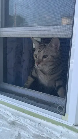 snuggle, waiting by the window