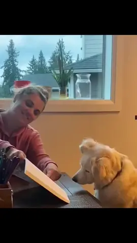 #dogsoftiktok #catsoftiktok #PetsOfTikTok #voiceover 