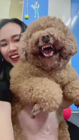 Bực hết cả chó 🤣🤣🤣 #Camnacunfamily #yeuchomeo #dog #cunyeu #xuhuong 
