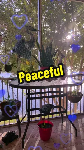 Happy Sunday 💟the beautiful view from my moms patio #florida #vibes #peaceful #beautiful 