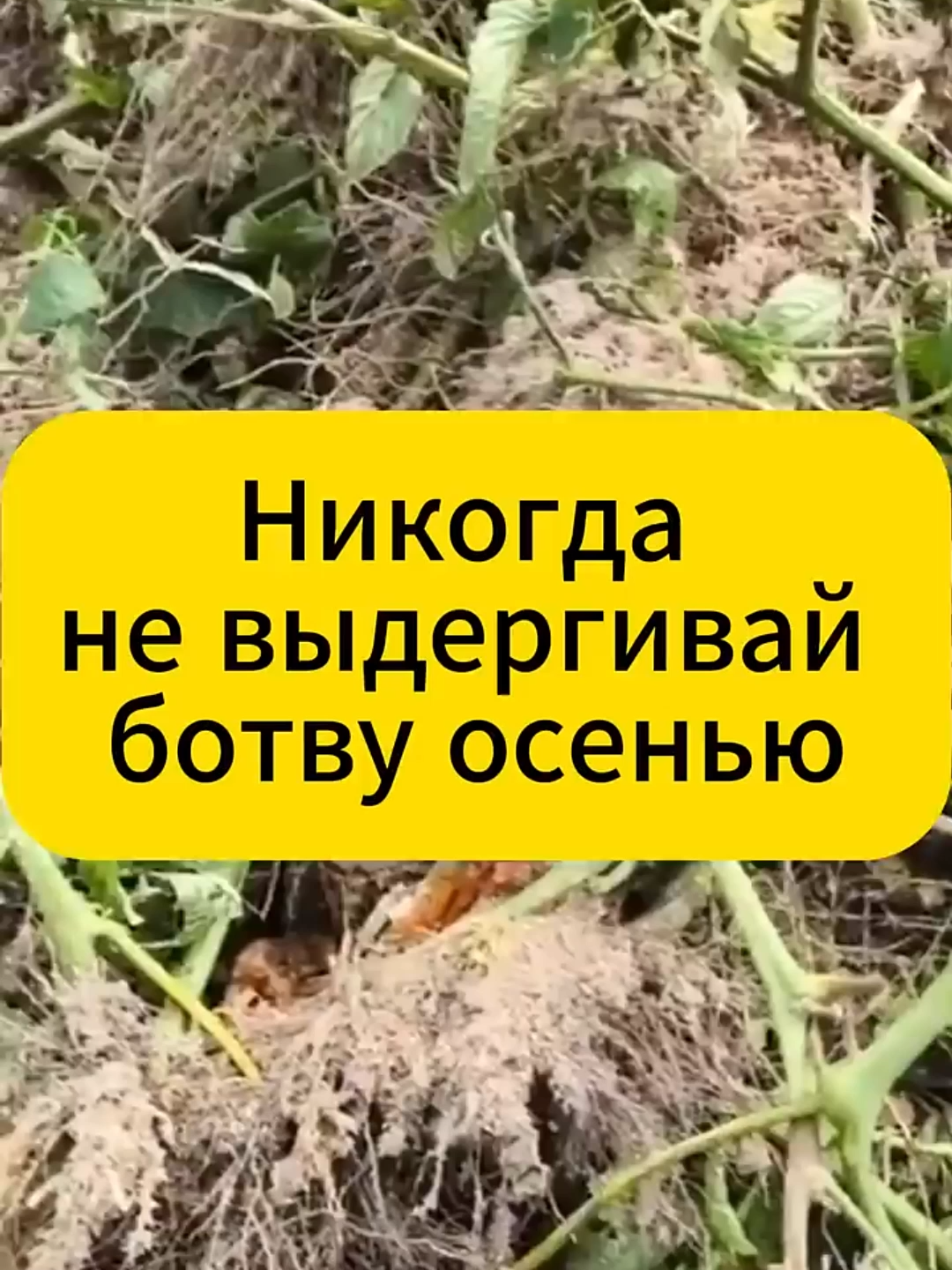 Никогда не выдергивай ботву осенью! #дачаогород #УходЗаРастениями #удобрения #лайфхаки #рецепт