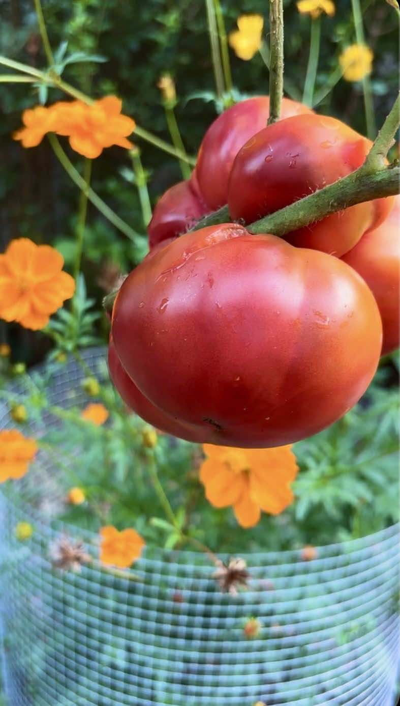 this is your sign to grow some tomatoes #tomatoplants #backyardgarden #growfoodnotlawns #organicproduct #farmers 