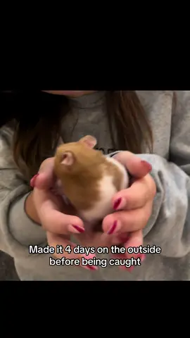 #hamstersoftiktok #BookTok 